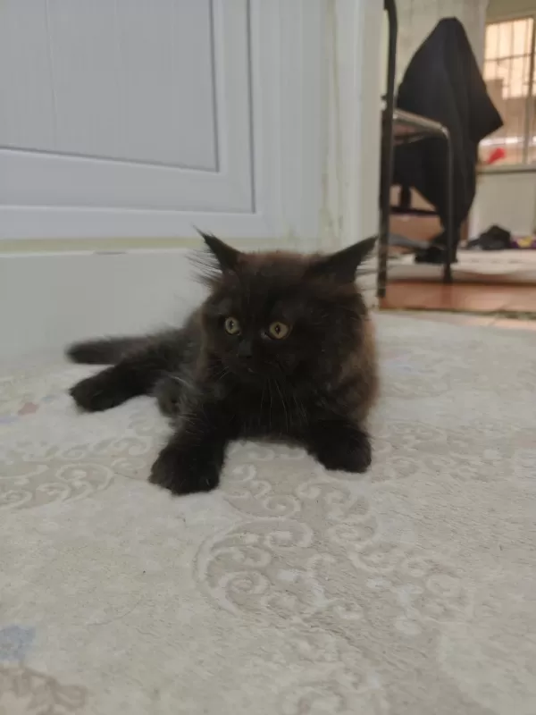 British Longhair Yavrularım