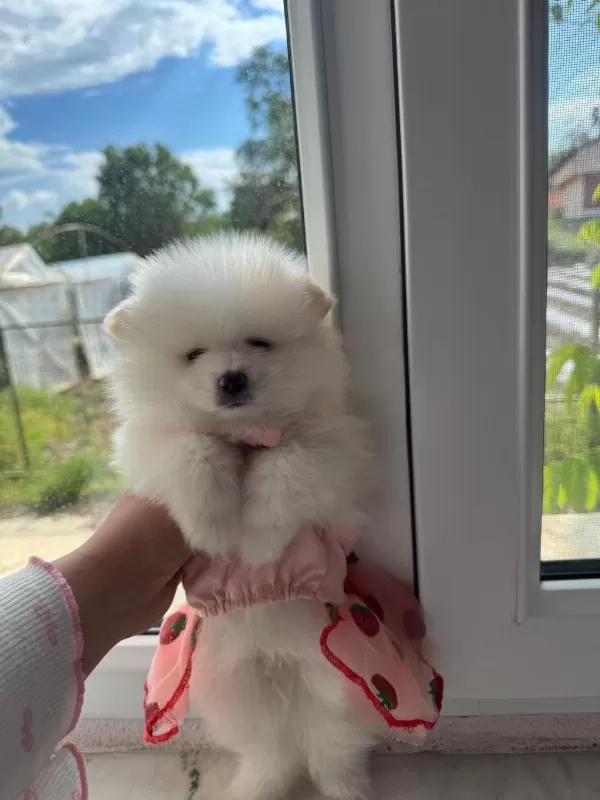 Pomeranian (tilki Ve Ayı Suratlının Melezleri)