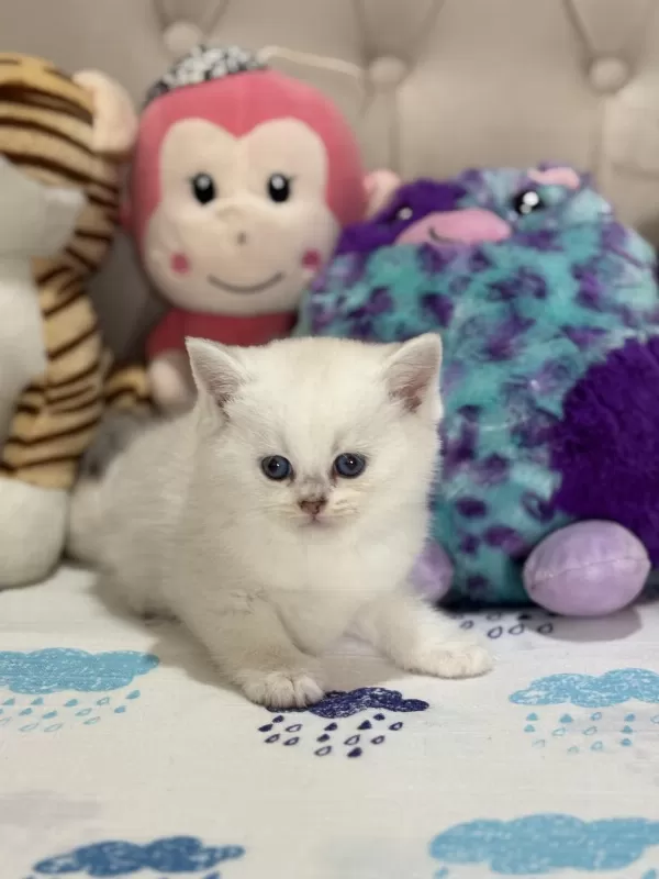 British Longhair Ve British Shorthair Çok Tatlı Bebekler