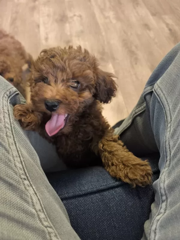 2 Erkek 1 Dişi Toy Poodle İzmir