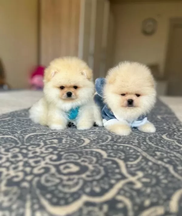 Bal Gibi 2 Ayicik Pomeranian
