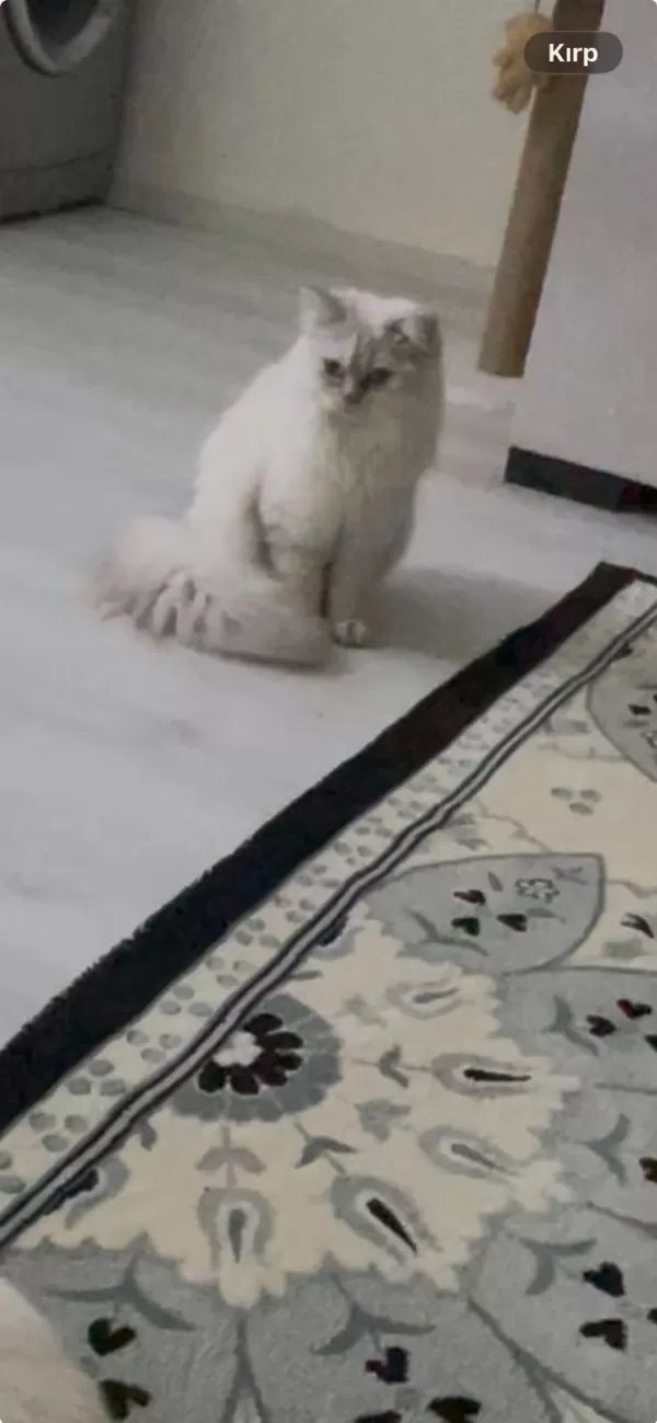 Scottish Fold Blue Point Yavrularımız
