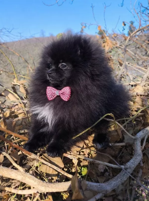 Mikro Teacup Boy Teddy Bear Sevgi Dolusu Pomeranian