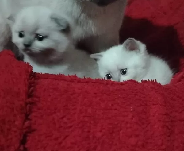Blue Point Scottish Fold İzmir Buca