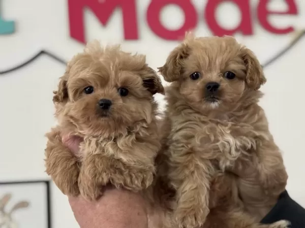 Petmode Köpek Çiftliğinde Ziyarete Açık Maltipoo