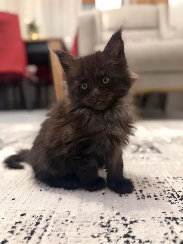 Black Smoke Maine Coon Yavrularımız
