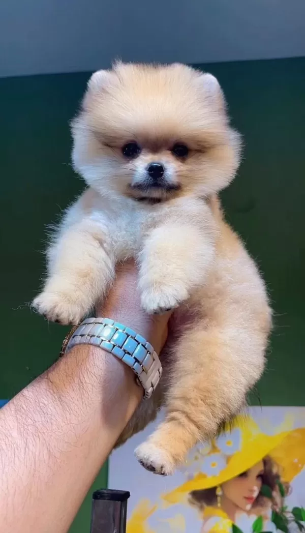 A Kalite Pomeranian Boo Yavruları