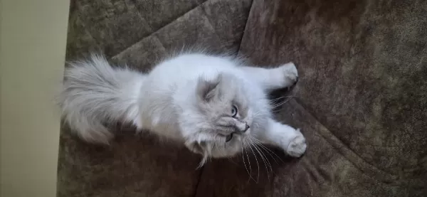 Şampiyon Scottish Fold Dişi