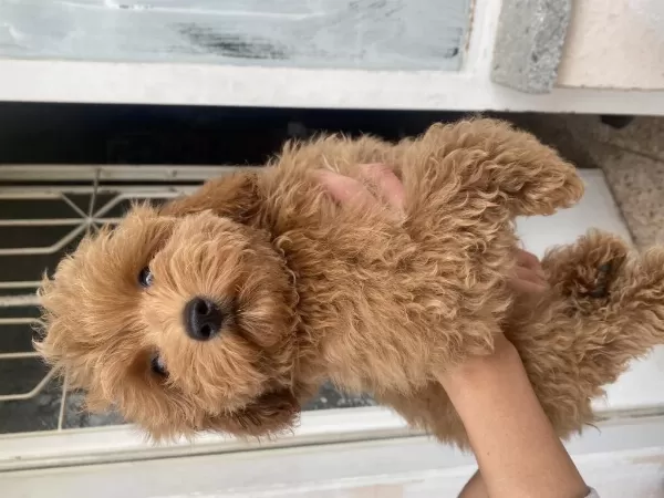 Mini Boy Maltipoo Oğlumuz