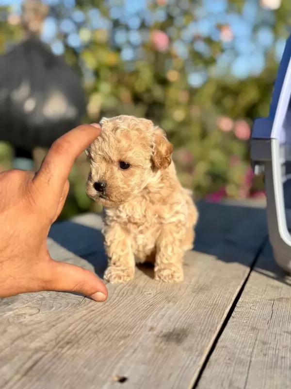 Rezerveye Açık Maltipoo Yavruları Teacup Büyümez