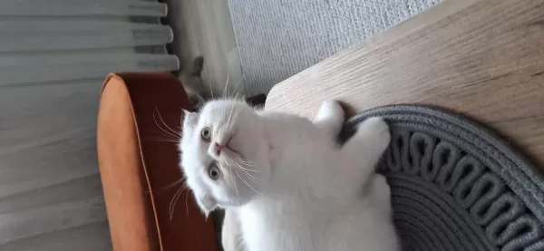 Beyaz Sevimli Scottish Fold Erkek Yavru