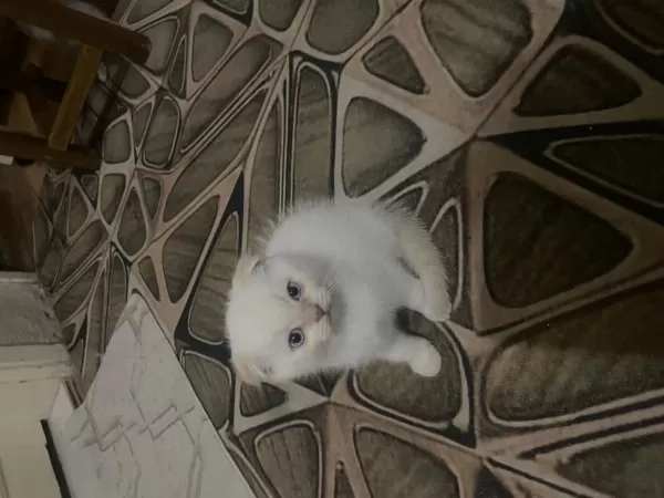 Scottish Fold Kedimiz