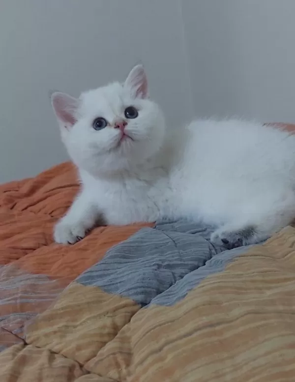 Safkan British Shorthair Açıklamayı Okuyun Lütfen