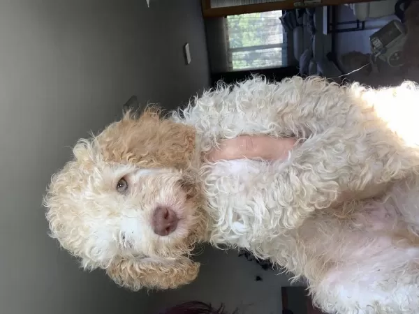 4 Aylık Maltipoo Oğluma Yeni Yuva Arıyorum