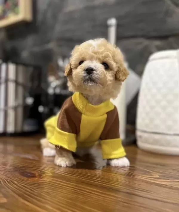 Maltipoo En Özelinin Ailesi Olmak İster Misiniz?