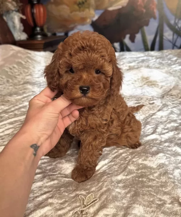 Kızıl Safkan Maltipoo Bebekler