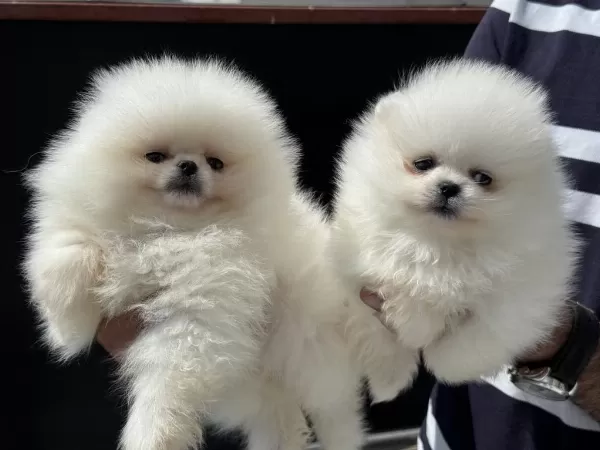 Ankarada Ziyarete Açık Teddy Face Pomeranian