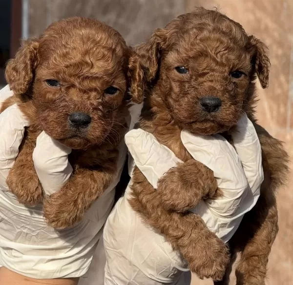Toypoodle Yavruları Elite Seri Burada