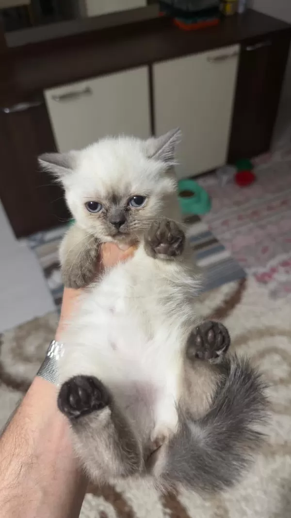 Dört Adet Scottish Fold Erkek Dişi