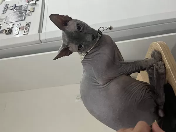 Safkan Erkek Sfenks Kedi