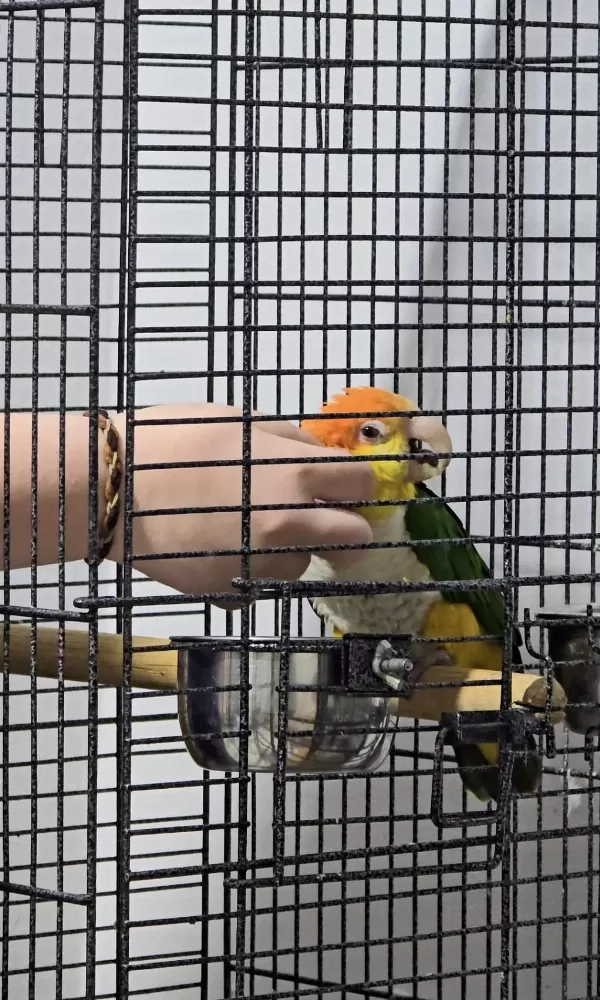 Oyuncu Caique Papağanı