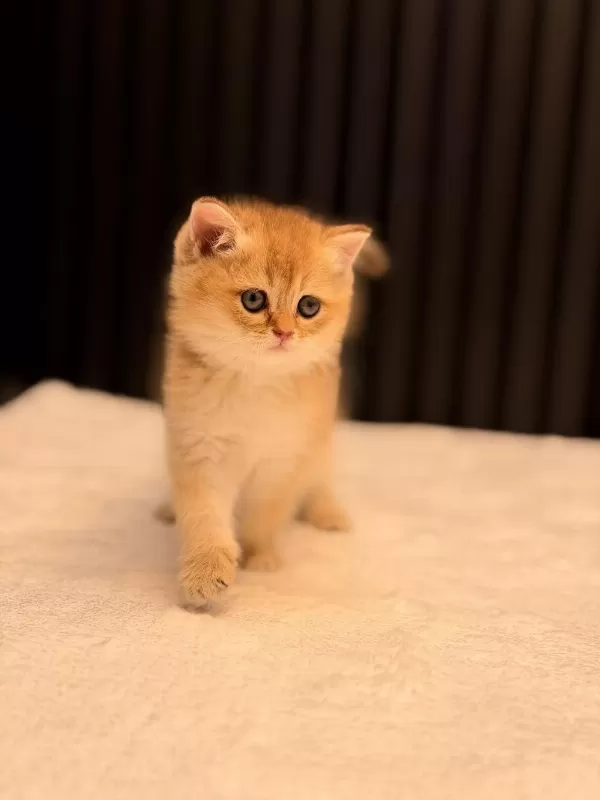 British Shorthair Golden Ny11