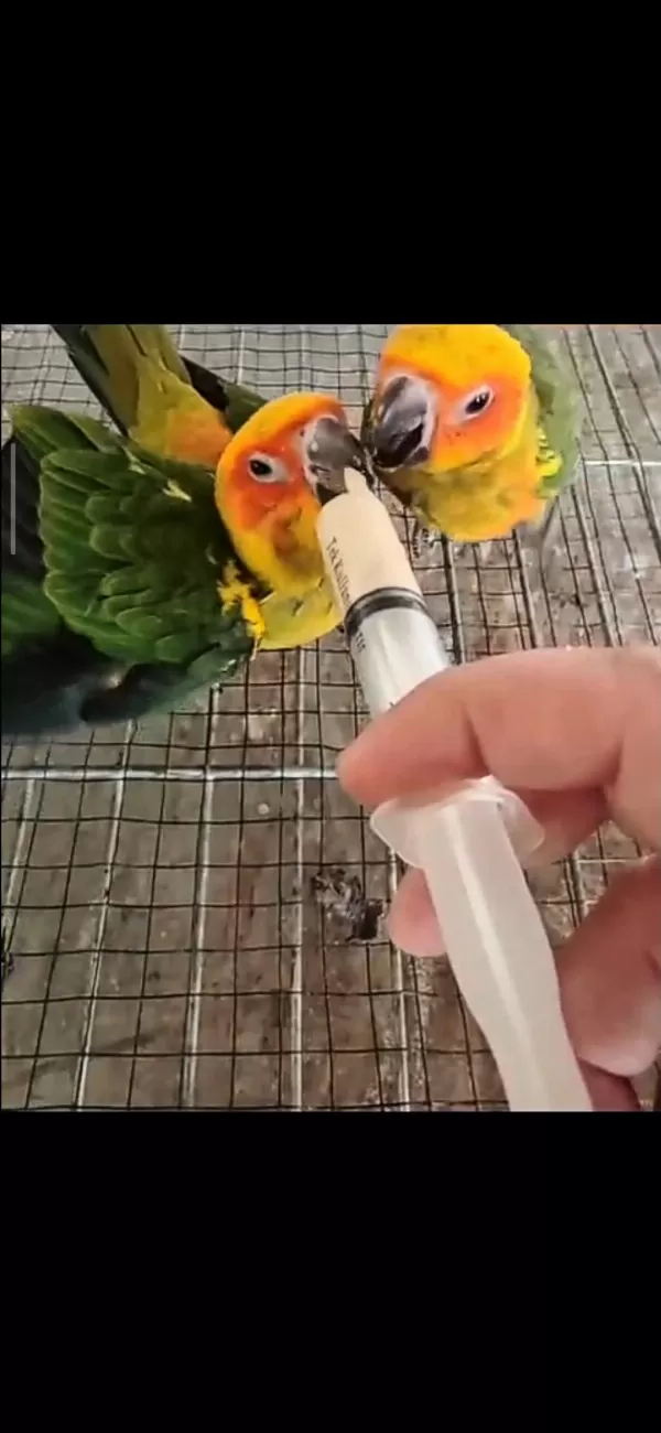El Besleme Güneş Konur Papağanlari