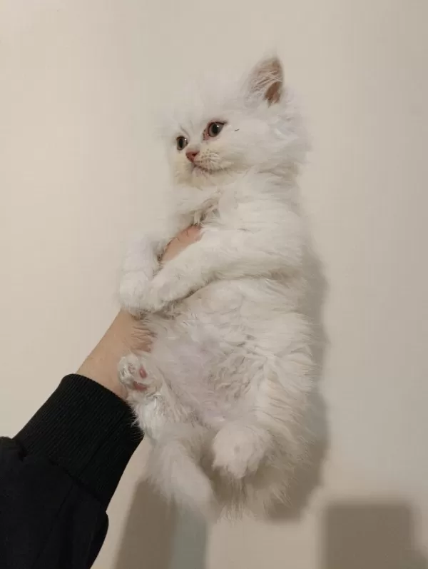 Erkek British Longhair Ayıcık Surat Bebek