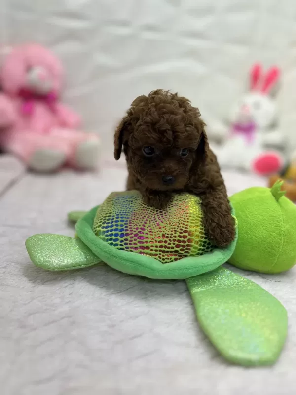 2.5 Aylık Toy Poodle Bebekler
