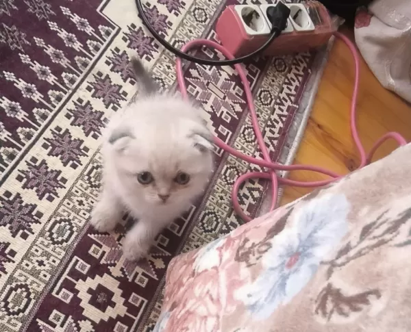 British Shorthair Pamukçuklar Sıcak Yuvalarını Bekliyor