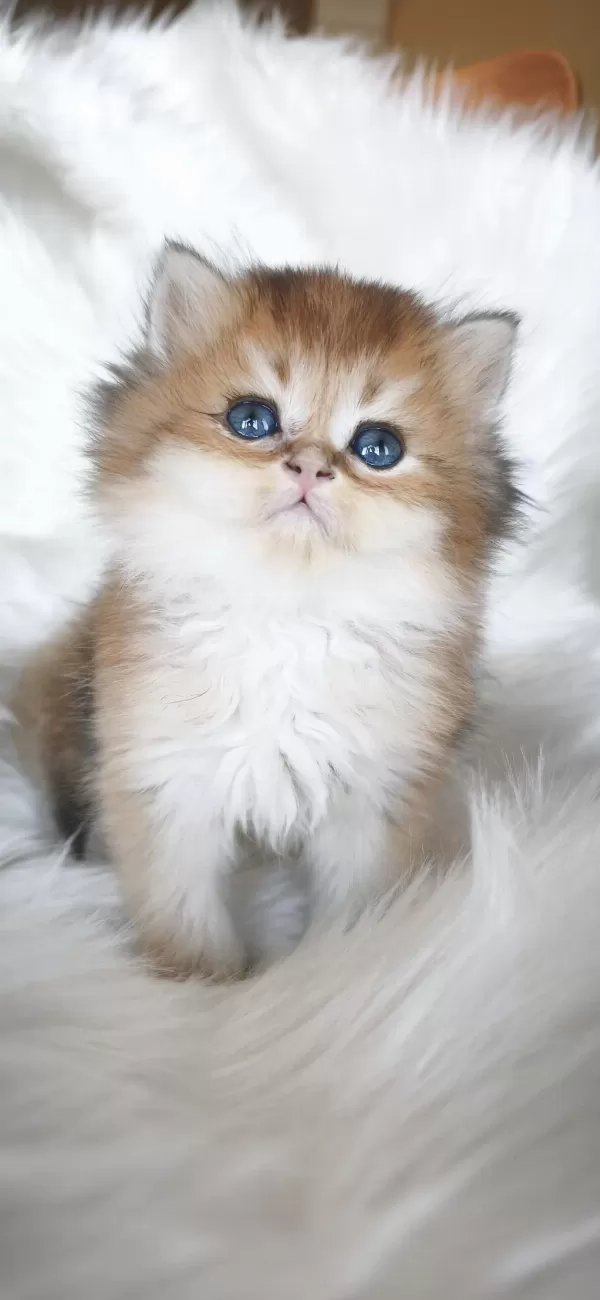 Ny25 Erkek British Longhair