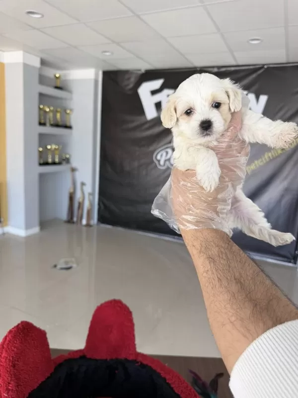 Sinifinin En İyisi Maltipoo Yavrular Ankara Mağazamizda