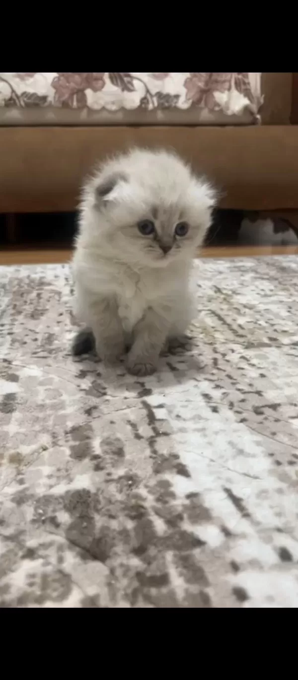 Kuru Mamaya Ve Kum Kabına Alışkın Sevimli Bir Scottish Fold