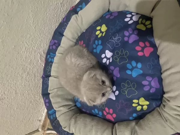 Ücretsiz Sahiplendirme Scottish Fold
