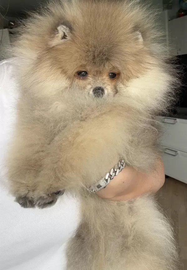 Pomeranian Boo Harika Yavrumuz