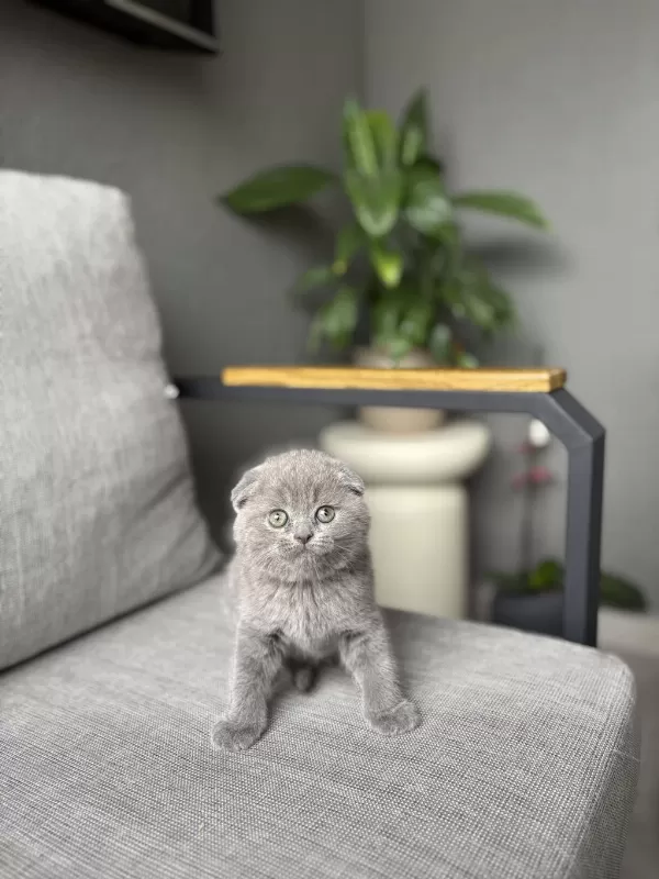 Gri Scottish Fold Yavrular