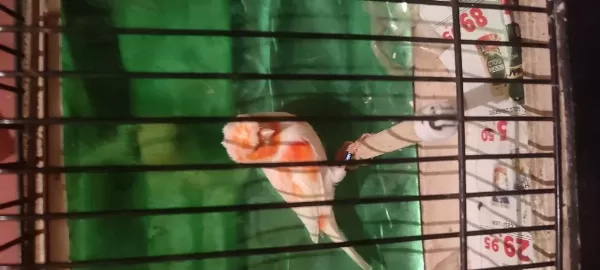 Harika Ötümlü Alman Tepeli Kanaryalar