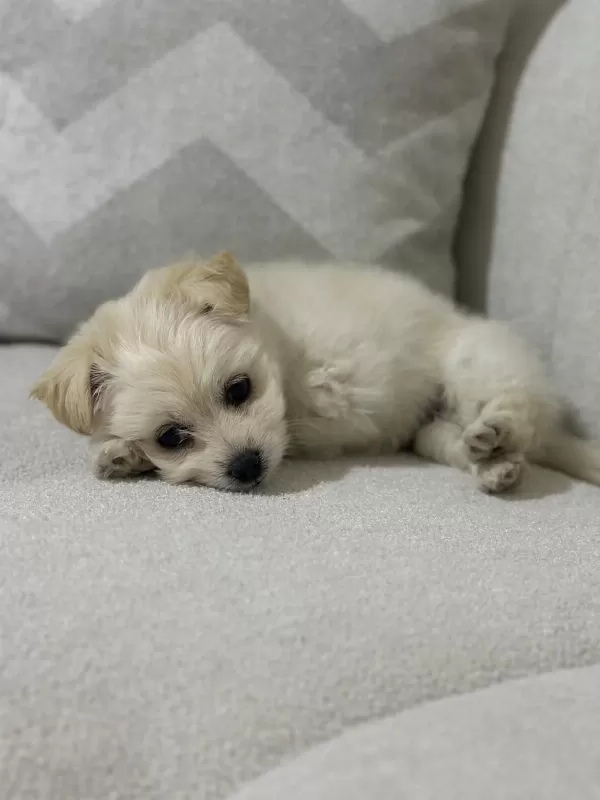 0 Numara Maltese Terrier