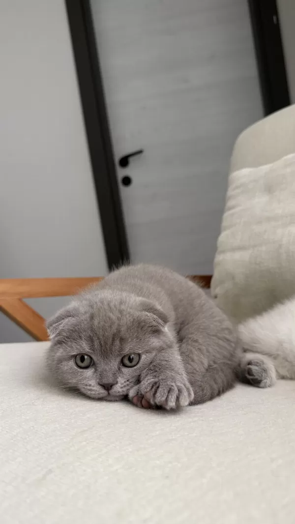 Scottish Fold Kedisi 55 Günlük
