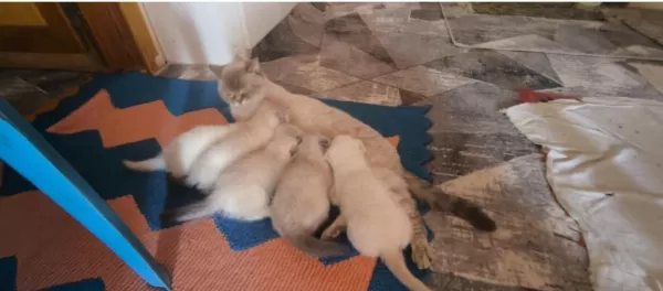 British Shorthair Pamukçuklar Sıcak Yuvalarını Bekliyor