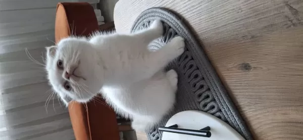 Beyaz Sevimli Scottish Fold Erkek Yavru