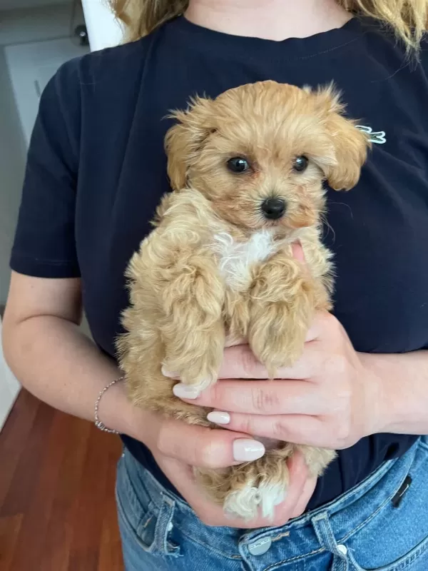 Evde Büyüyen Bebek Yüzlü Maltipoo Kızım