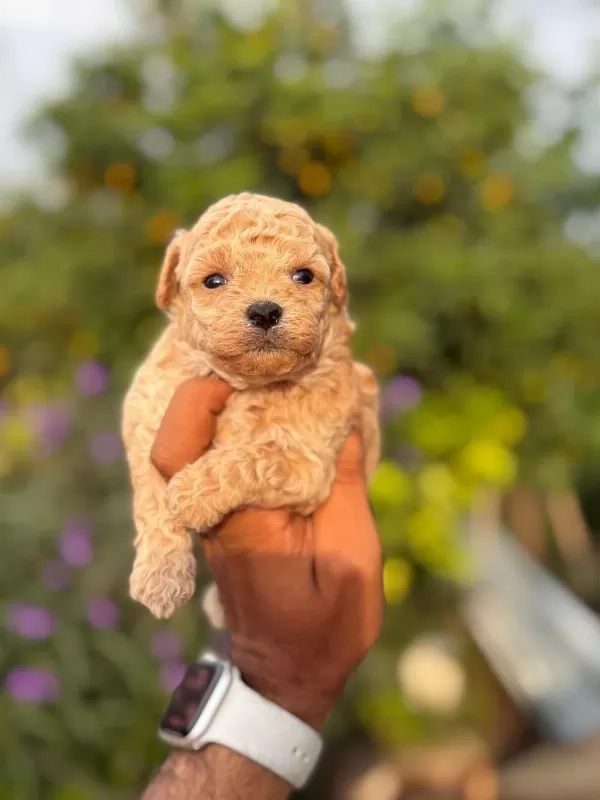 Teacup Korea Maltipoo Yavruları Rezerveye Açıktır