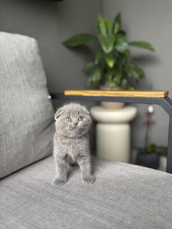 Scottish Fold Gri Yavrularim