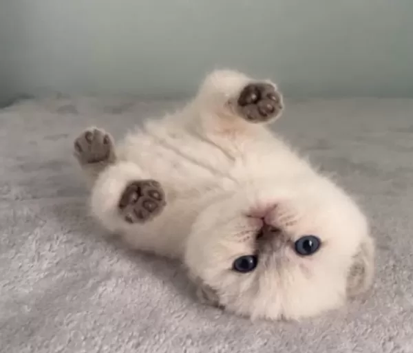 Aaa Kalite Sifir Kulak Scottish Fold Prensesim