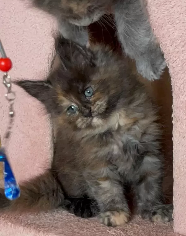 Maine Coon Üst Kaliteli Yavrular