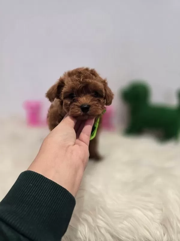 Maltipoo Yavrularımız