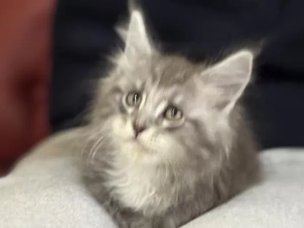 Ankarada Ziyarete Açık Maine Coon Yavrularımız