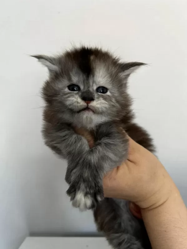 Full Şecereli Dişi Maine Coon
