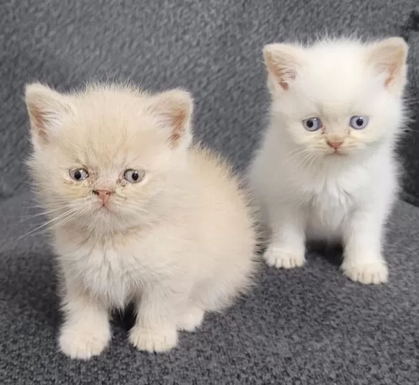 Minik Persian Dostlarımız Yeni Yuvalarını Arıyor